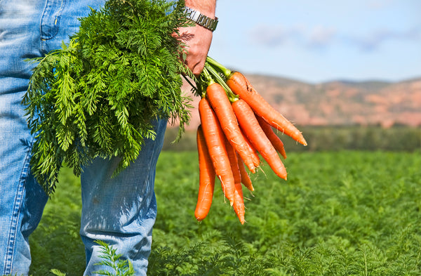 agricultor sosteniendo un montón de zanahorias orgánicas recién cosechadas con suciedad todavía en ellas