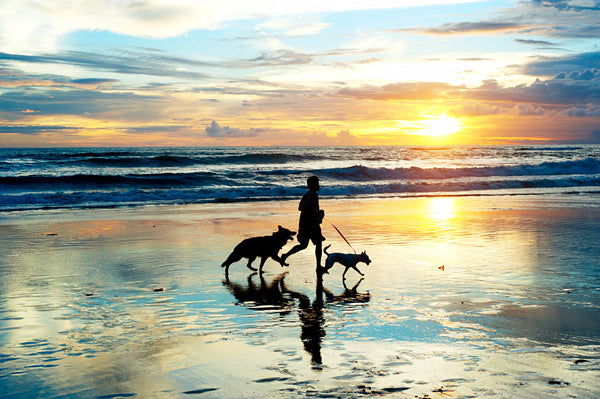 Hombre corriendo con pastor alemán en la playa al atardecer para Rawmate Australia