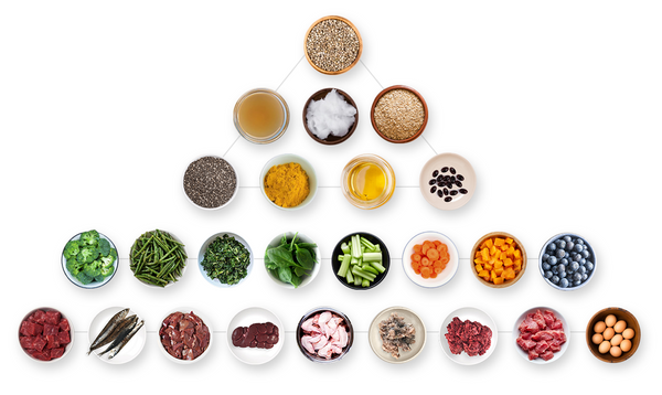 Pirámide de ingredientes crudos que muestra frutas frescas, verduras, proteínas, semillas y aceites para alimentos crudos para perros