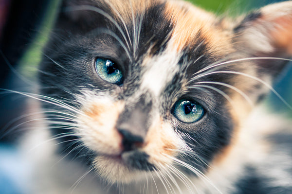 Hermosos grandes gatos de ojos azules bigotes blancos